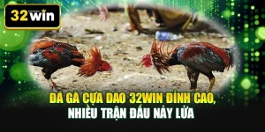 Đá gà cựa dao